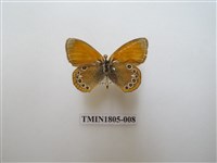 藏品(蛇目蝶科)的圖片